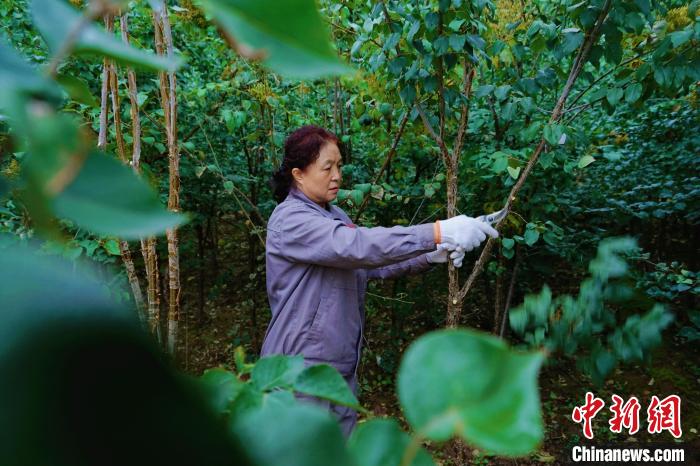 圖為張錦梅修剪丁香枝干?！●R銘言 攝