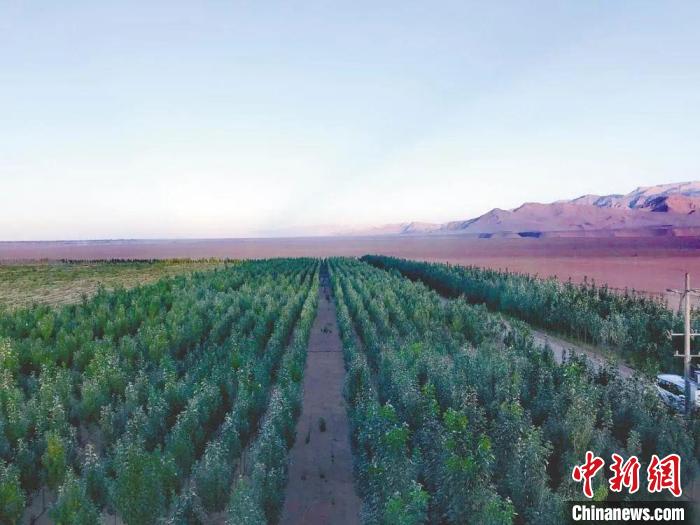 圖為格爾木境內種植的綠樹?！「駹柲救诿襟w中心供圖