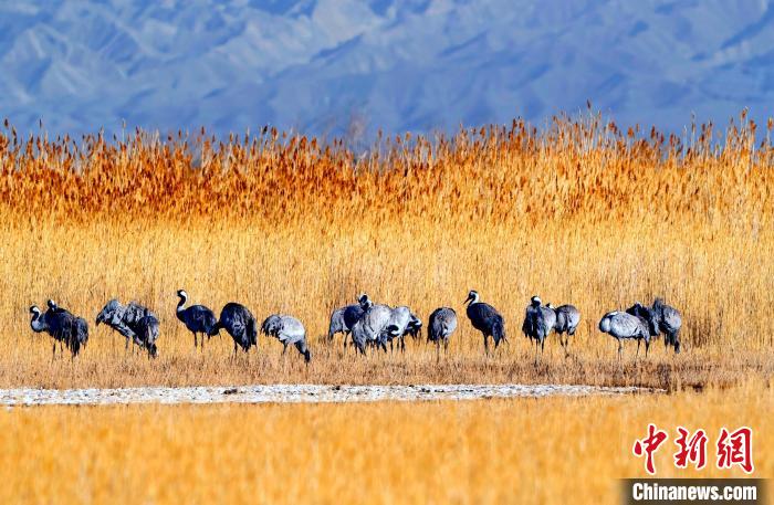 圖為可魯克湖野生水鳥(niǎo)覓食?！〉铝罟形麄鞑抗﹫D