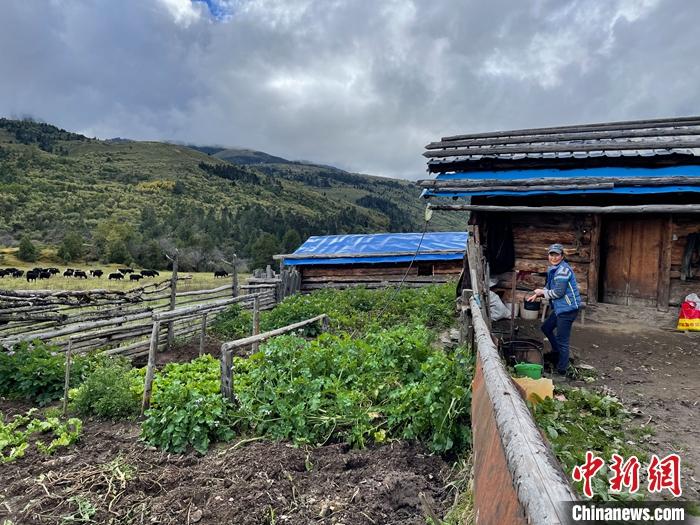 圖為9月27日牧民的牧屋和菜園子。 <a target='_blank' href='/'><p  align=