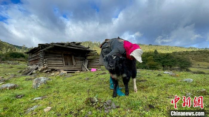 圖為9月27日牧民給小牦牛按摩。 <a target='_blank' href='/'><p  align=