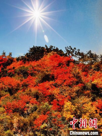 萬源市紅葉似火?！≈炱桨?攝