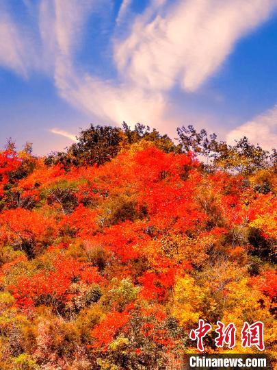 萬源深秋紅葉似火?！≈炱桨?　攝