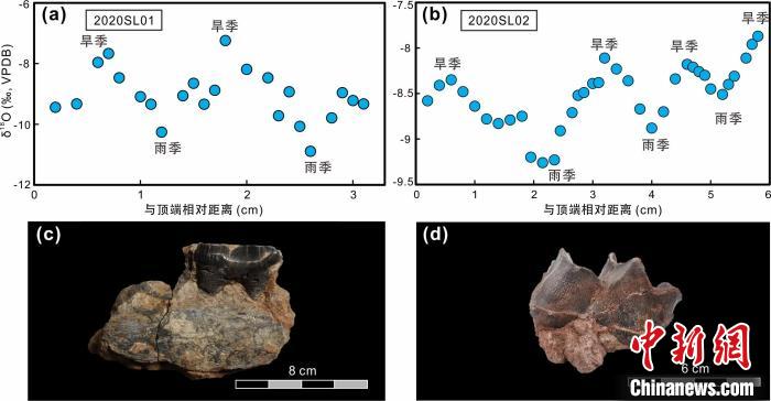 本次研究中的犀牛牙齒化石及氧同位素特征?！≈锌圃呵嗖馗咴?供圖