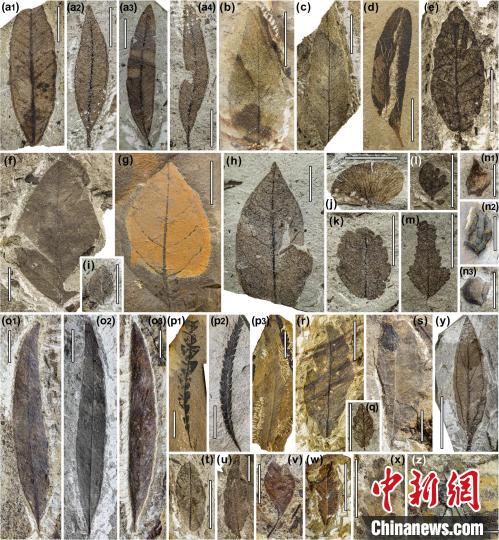 中始新世熱魯化石植物群(4500萬–4000萬年前)?！≈锌圃呵嗖馗咴?供圖