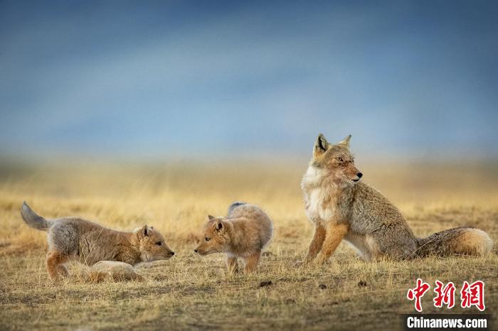 圖為焦生福的作品《居安思危》。　青海省祁連山自然保護(hù)協(xié)會(huì)供圖
