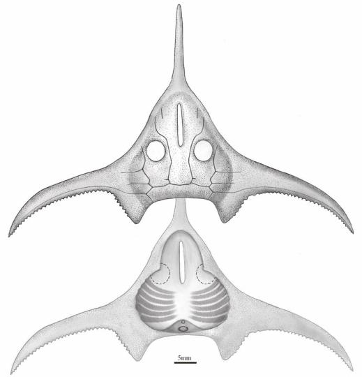 玉海翼角魚(yú)復(fù)原圖?！」ぢ?繪圖 攝