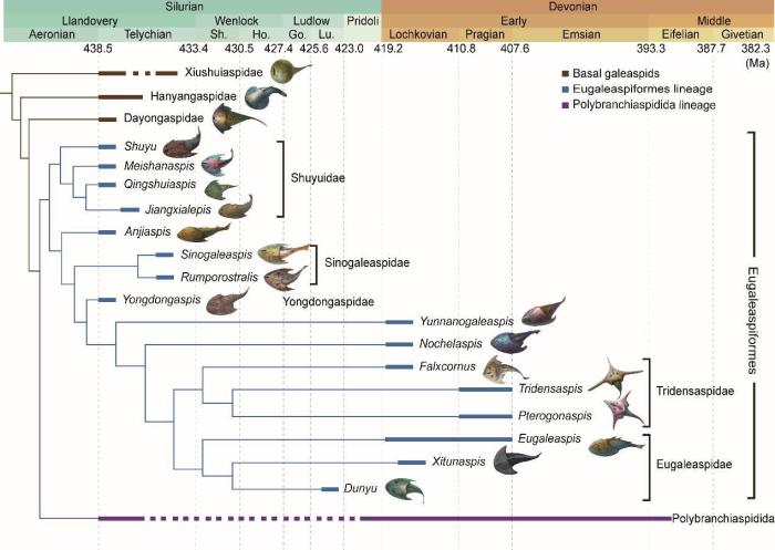 盔甲魚(yú)類(lèi)的系統(tǒng)發(fā)育關(guān)系及地史分布?！≈锌圃汗偶棺邓?供圖