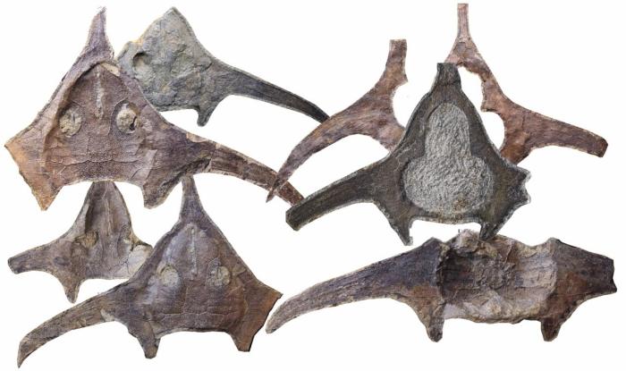 玉海翼角魚(yú)化石照片。　蓋志琨 攝