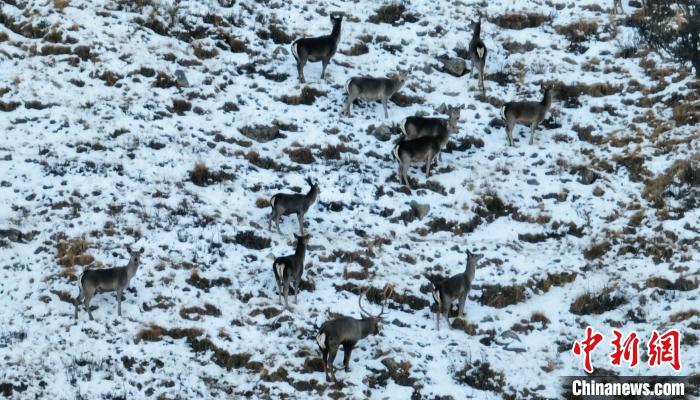圖為巖羊和馬鹿集體覓食。　都蘭縣融媒體中心 供圖