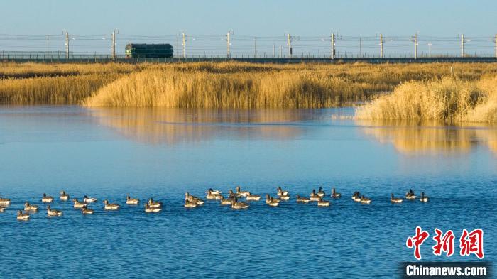 圖為多種野生鳥類在湖中游蕩?！『螁⒔?攝