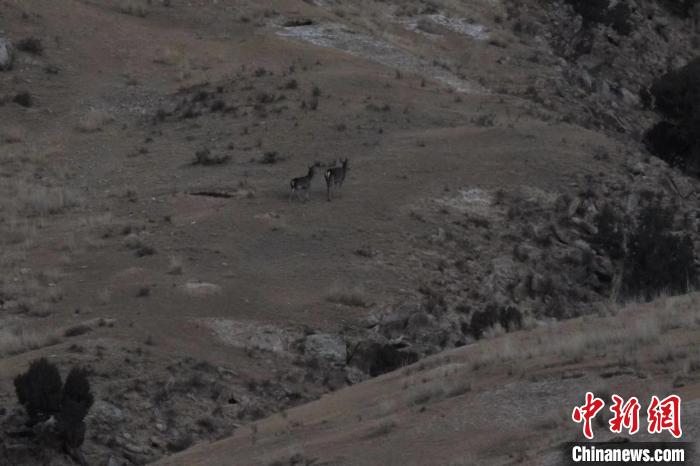圖為兩只馬鹿在山坡上行走。　才仁 攝