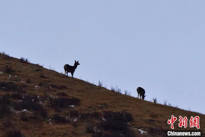 圖為馬鹿在山坡上覓食?！〔湃?攝