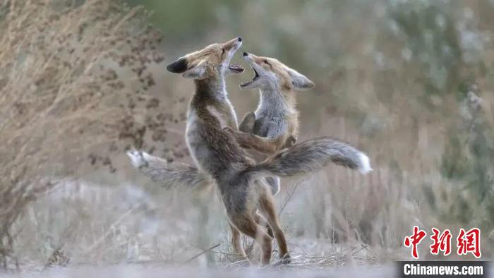 圖為同海元的作品《第一回合》?!∏嗪J∑钸B山自然保護協(xié)會供圖