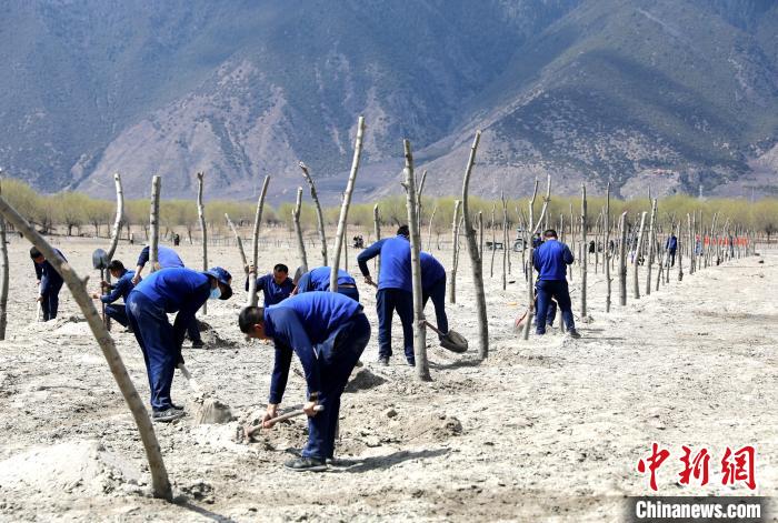 林芝市巴宜區(qū)森林消防中隊志愿服務(wù)隊熱火朝天的植樹現(xiàn)場。　西繞拉翁 攝