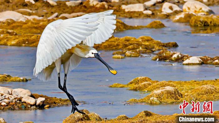 圖為白琵鷺?！?yán)桉 攝