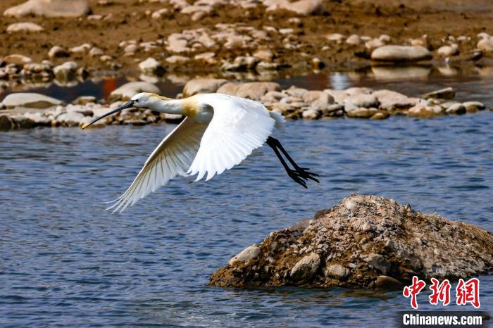 圖為準(zhǔn)備飛翔的白琵鷺?！?yán)桉 攝