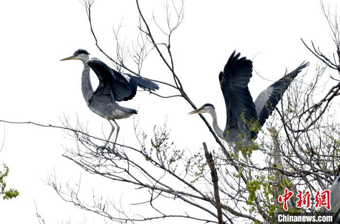 蒼鷺在覓食嬉戲?！“苍?攝