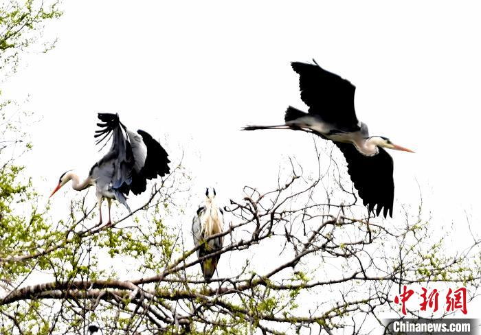 蒼鷺在覓食嬉戲?！“苍?攝