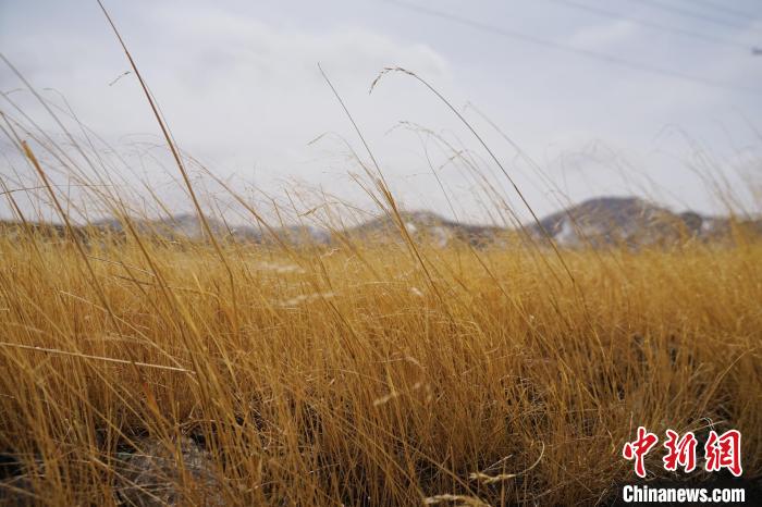 圖為青海省海西蒙古族藏族自治州天峻縣木里礦區(qū)草木茂盛?！●R銘言 攝
