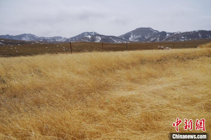 圖為青海省海西蒙古族藏族自治州天峻縣木里礦區(qū)草木茂盛?！●R銘言 攝
