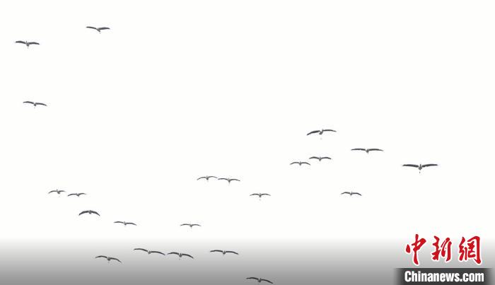 遷徙北歸?！√烊h融媒體中心 供圖