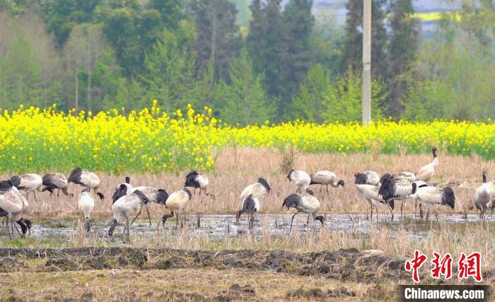 休息補(bǔ)給?！√烊h融媒體中心 供圖