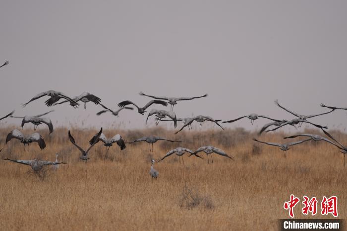 青海都蘭成群灰鶴匯集，場面壯觀
