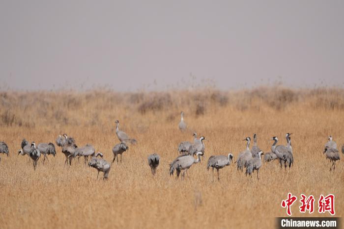 圖為草原上棲息的灰鶴。　先宮 攝