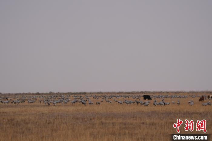 圖為草原上棲息的灰鶴?！∠葘m 攝