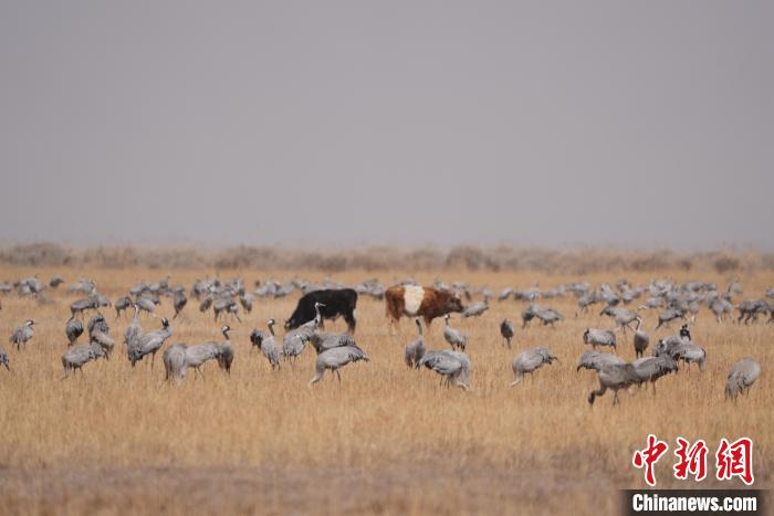 圖為草原上棲息的灰鶴?！∠葘m 攝