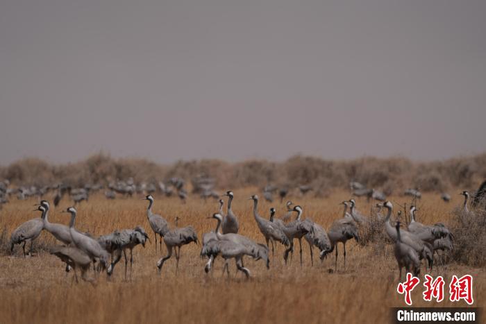 圖為灰鶴?！∠葘m 攝