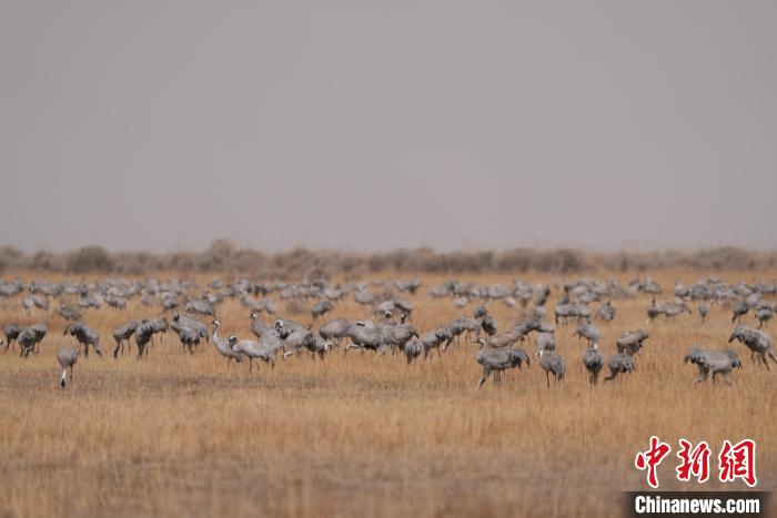 圖為密集分布的灰鶴?！∠葘m 攝