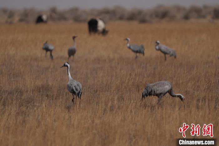 圖為灰鶴?！∠葘m 攝