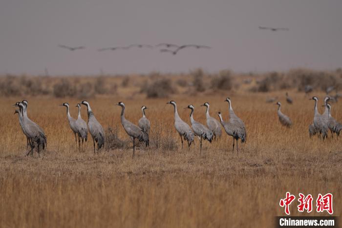 圖為灰鶴。　先宮 攝