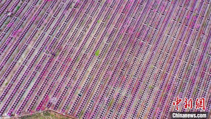 桃花和酒壇相映成趣?！㈡?攝