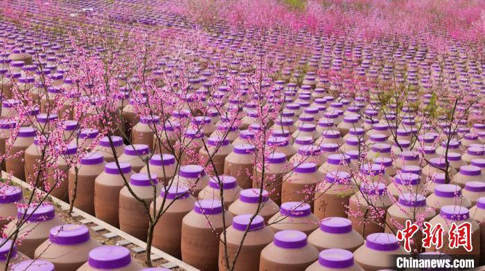 桃花和酒壇相映成趣?！∫足?攝