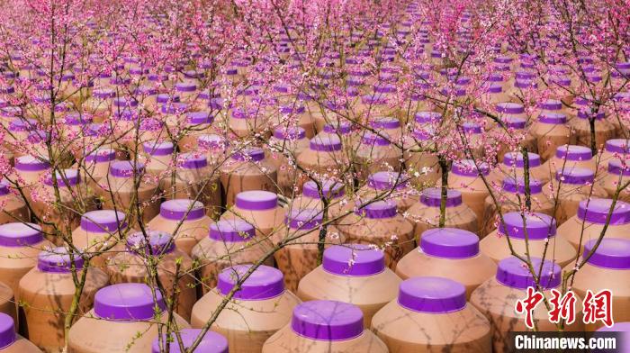 桃花和酒壇相映成趣?！∫足?攝