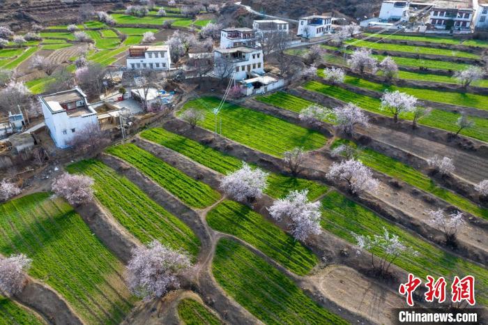 白松鎮(zhèn)層層麥田綠意盎然，與桃林構(gòu)成一幅美麗的鄉(xiāng)村畫卷?！⒅铱?攝