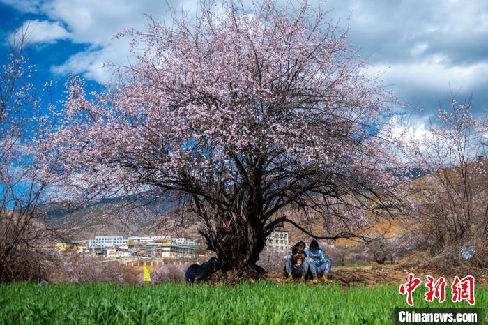 桃花樹下兩名女孩正在玩手機。　劉忠俊 攝