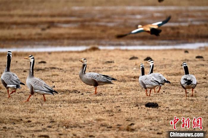 圖為成群的斑頭雁?！“?攝