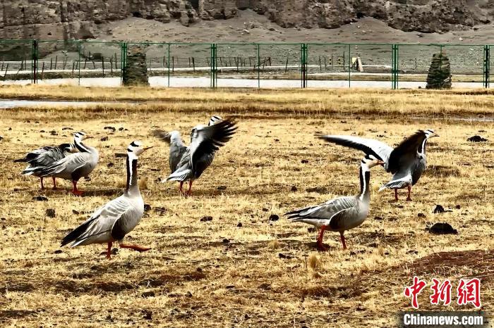 圖為斑頭雁?！“?攝