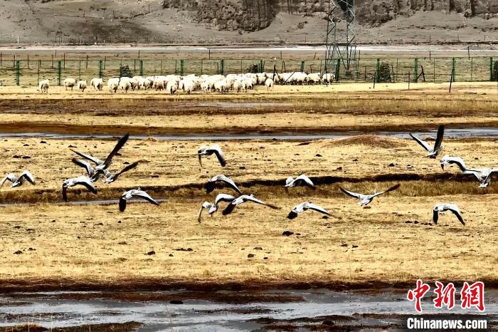 圖為斑頭雁在羊群邊飛翔?！“?攝