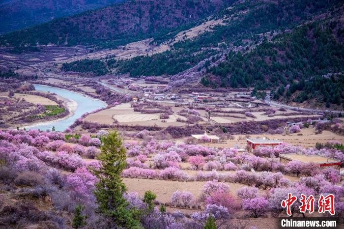 道孚縣麻灣村上千株盛開的杏花將鄉(xiāng)村裝點一新?！『涡秀?攝