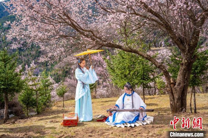 道孚杏花樹下的游客們?！√K銳 攝