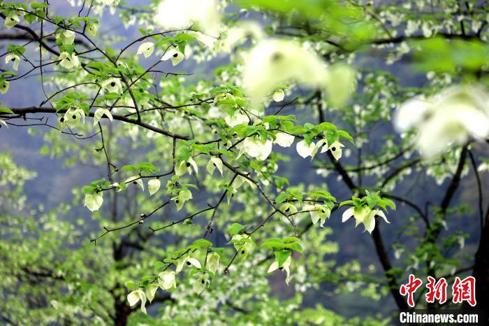 珙桐在春末夏初之際開花，花期較短?！螚?攝