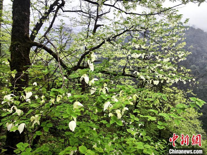 山谷兩側(cè)高大繁茂的珙桐樹?！螚?攝