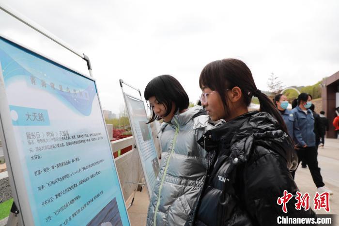 圖為學(xué)生通過展板了解青海常見鳥類?！●R銘言 攝