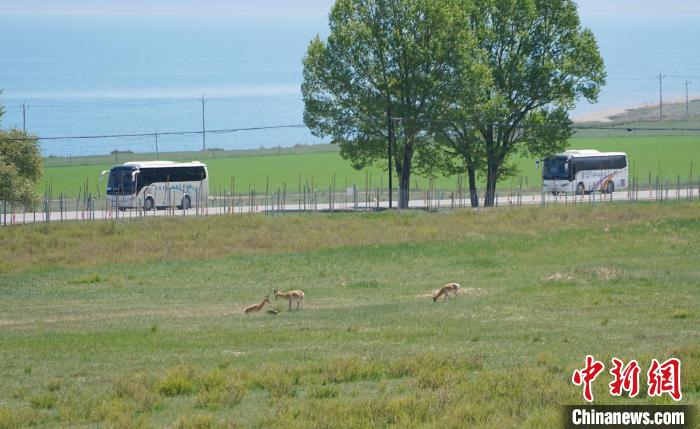 圖為成群普氏原羚在草場(chǎng)上愜意覓食，悠閑自在?！●R銘言 攝