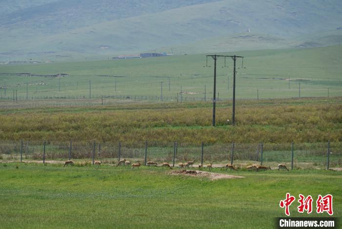圖為成群普氏原羚在草場(chǎng)上愜意覓食，悠閑自在?！●R銘言 攝